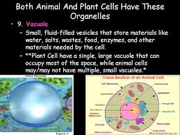 We did not find results for: Cells Ppt Download