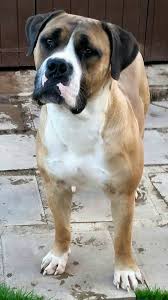 So, don't be afraid to talk to the breeder about the health and genetic history of both of the parent breeds. Asche Sandaharr Southstorm Boerboels Rottweilers Facebook