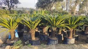 Image result for Cycas