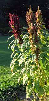 We did not find results for: Amaranth Growing And Harvest Information Veggieharvest Com