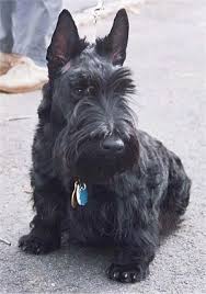 Check spelling or type a new query. Scottish Terrier Dog Breed Information And Pictures