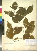 Image result for Combretum padoides