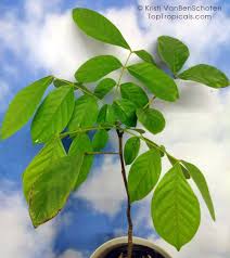 Image result for Bussea xylocarpa