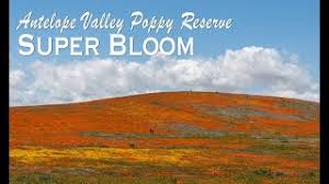 It's nice to be out of the house, maintaining social distancing while enjoying the golden california poppies at antelope valley california poppy reserve. Antelope Valley California Poppy Reserve Blankets Of Orange Poppys California Through My Lens