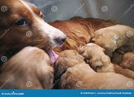 Female Dog Nursing Cute Puppies Stock Photo - Image of care, beautiful:  228494644