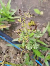 Image result for Septoria leaf spot of tomato