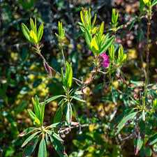 Image result for Clutia angustifolia