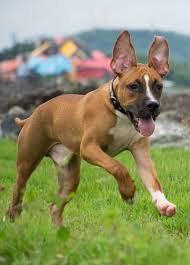 The debate continues, bad to the bone? German Shepherd Pitbull Mix For Sale