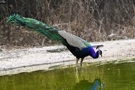 Image result for Dolichos trinervatus