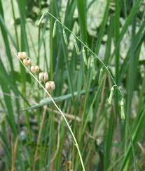 Image result for Dipcadi marlothii