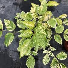 Image result for Radermachera