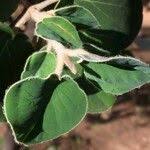 Image result for Androstachys