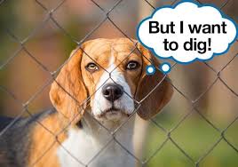 Maybe you would like to learn more about one of these? 26 Tricks To Stop Your Dog From Digging Up Your Yard