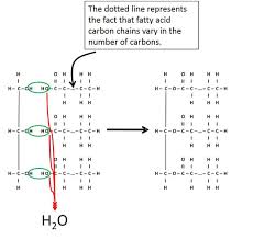 Image result for Triglyceride