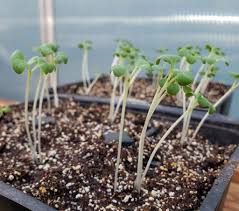For example, if you're growing tomatoes or peppers which are heat lovers, they can't go in the ground until all danger of frost has passed in your region. How To Prevent And Fix Leggy Seedlings Homestead And Chill