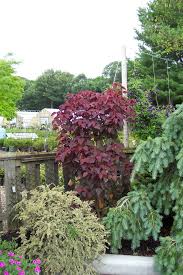 Image result for Euphorbia cotinifolia