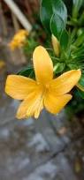 Image result for Barleria tanzaniana