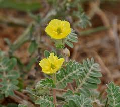 Image result for Tribulus terrestris