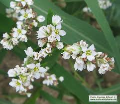 Image result for Fagopyrum esculentum