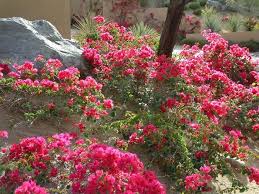 Bougainvillea La Jolla Showy Flowers Plants Bougainvillea
