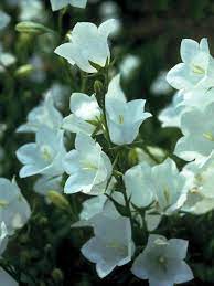 Campanula Persicifolia Alba Summer 2 3 Feet Reblooms If Pruned Half Sun Half Shade Graceful Spikes Of White Cup Sha Campanula Perennials Flower Pot Design