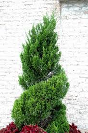 Image result for spiral cut juniper trees