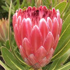 Image result for Protea enervis