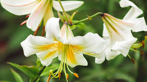 Instead, it's a different type of flower with a bloom similar to other true lilies. 14 Recommended Lily Varieties For Your Garden