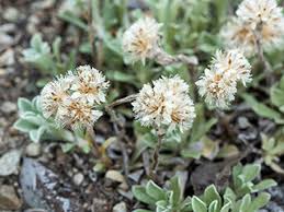 Image result for Hippocratea parvifolia