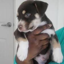 Things that make you go aww! Adorable Puppy Pitski For Sale Puppy Dog Pictures Blue Nose Pitbull Husky Mix Puppies