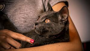 Planning ahead and teaching your cat to come to a clicker and specific command. What To Do When Your Lost Cat Returns Home My British Shorthair