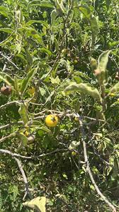 Image result for Solanum lichtensteinii