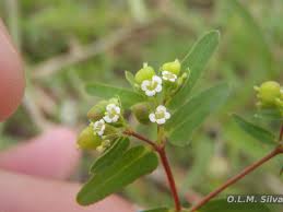 Image result for Euphorbia hyssopifolia