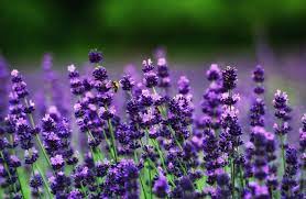 Lavender Flowers 4k Ultra Hd Wallpaper 4k Wallpaper Net Lavender Flowers Hd Wallpaper 4k Lavender