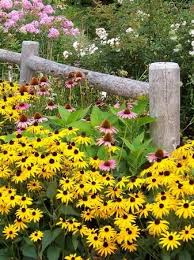 Late Summer Perennial Garden Overflowing With Colorful Black Eyed Susans Pink Coneflowers Pink Tall Phlox I Gr Perennials Black Eyed Susan Perennial Garden