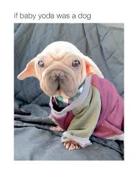 Pin By Anime On Funny Pics Baby Animals Funny Cute Animals Cute Dogs