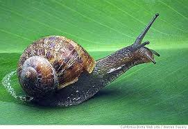 Bringing Those Pesky Garden Snails To A Halt Snail Slugs Snails In Garden