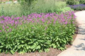 Image result for Stachys