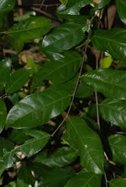 Image result for Cleistanthus schlechteri