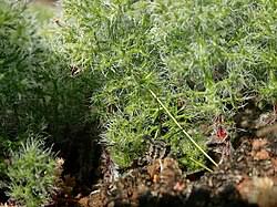 Image result for Eriospermum roseum