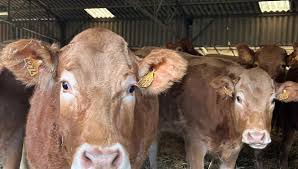 Photo Les vaches suisses interdites d'estivage en France cette année  ICI