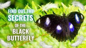 Butterfly Meanings The Secrets Of A Black Butterfly Youtube Butterfly Meaning Black Butterfly Butterfly