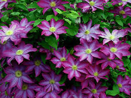Variety of color and abundance of inflorescences (up to 500 pcs.), duration of flowering (up to 3 months). Clematis Planting And Care Varieties And Groups Growing Pruning And Propagation