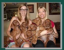 She is extremely friendly and loves everyone she meets. Russet Leather Vizslas Vizsla Puppies South Carolina Page 2 2021 Breeders Adrian Beverley Wanjon Aiken Sc Breeder Of Top Vizslas In The Country