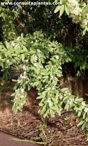 Image result for Gymnosporia tenuispina
