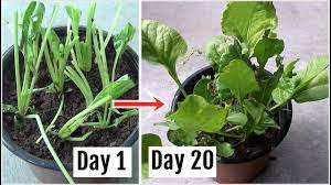 If the leaves are wet, they will. The Simple Way To Grow Spinach Without Seeds Youtube