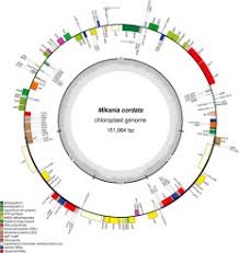 Image result for Pentas micrantha