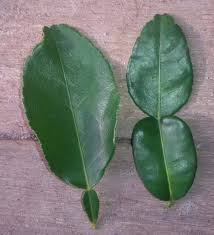 1 batang bunga kantan | racik; Petua Pilih Daun Limau Purut Supaya Masakan Tak Pahit