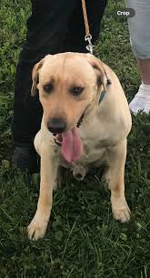 Has anyone seen a missing yellow Labrador in Lincoln Township?