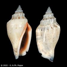 Image result for Canarium